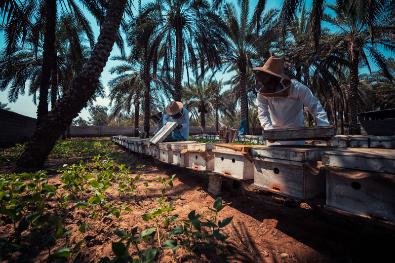 Empower Women across Governorates